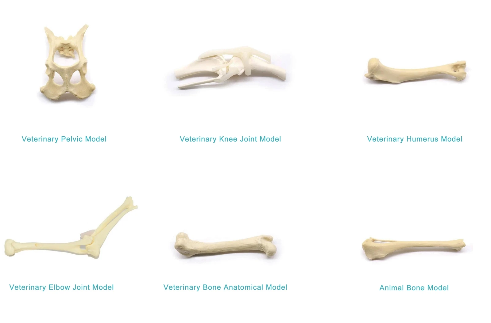 vet skeleton model vet skeleton model